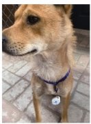 <b>聚星平台注册_营口市养犬可线上办理“电子户口</b>