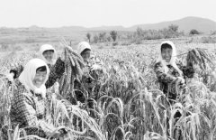 <b>煜星登录_谷子丰收了</b>