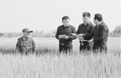<strong>北方耐6‰盐碱水稻种植成功</strong>