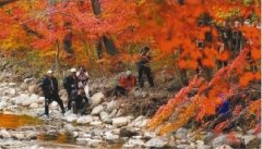 <b>煜星靠谱吗?_凤城举办首届枫叶节</b>