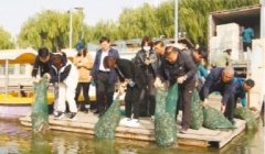 <b>煜星信誉吗？_锦州放流120万只中华绒螯蟹</b>