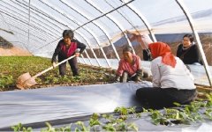 <b>煜星登录网址_设施农业引领台子镇农民走上致富</b>