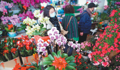 <strong>煜星总代理_姹紫嫣红迎新春</strong>